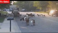 LiveLeak - 118 goats descend on our neighborhood in Boise, Idaho