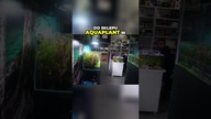 Uwielbiam takie miejsca #AquaPlant #akwarium #aquascape #akwarystyka
