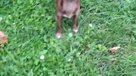 Tolek i kabanos #chihuahua