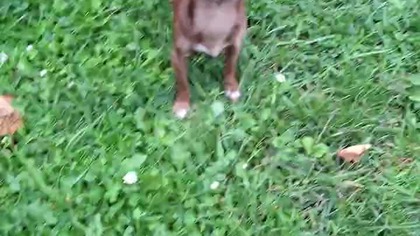 Tolek i kabanos #chihuahua