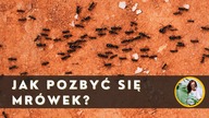Jak pozbyć się MRÓWEK z domu, balkonu, ogrodu ?