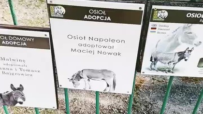 Zebu Adrian, Osioł Napoleon - czyli Stare Zoo w Poznaniu - darmowa atrakcja w centrum miasta!