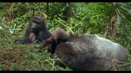 David Attenborough- Opowieść o gorylach .