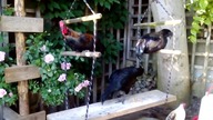 Garden kuRaż * Dzień z kurami 2 * Australorp na huśtawce