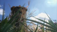 Ukryte królestwa: ODCINEK 1 POLSKI LEKTOR