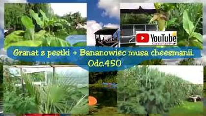 Odc. 450. Granat z pestki+ Musa cheesmanii, musa balbisiana, musa x paradisiaca, musa yunnanensis.