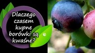 Dlaczego niektóre kupione borówki są kwaśne?