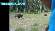 Zapamiętaj jedno do końca życia!, do żubra się nie podskakuje !