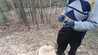 Wycinka drzew z zachowaniem praw natury