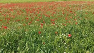 Czymże życie Jest człowiecze podług Słowian ( spontaniczne rozmyślania)