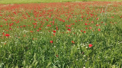 Czymże życie Jest człowiecze podług Słowian ( spontaniczne rozmyślania)