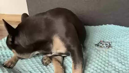 Czekam na przysmaczek.