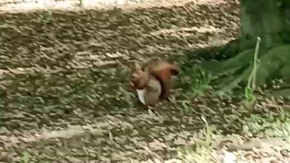 Wiewiórka w centrum Warszawy zajada orzechy! Przyroda!