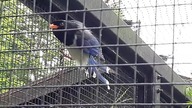 Coral Billed Blue Magpie display 