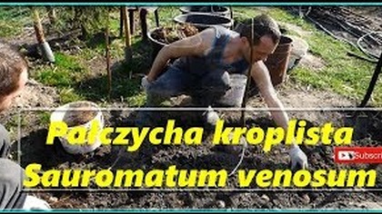  Odc. 439-Sadzenie bulw pałczych do gruntu.  Sauromatum venosum,truciec, uprawa