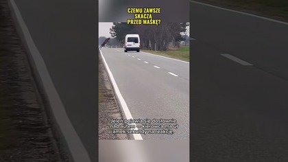 Jeleń nad autem.  Ułamek sekundy na reakcję.  #droga #bezpieczeństwo #kierowcy
