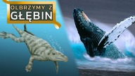 Olbrzymy z głębin  ewolucja WALENI! + KONKURS!
