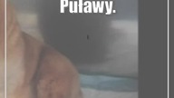 Puławy.  Sąsiedzi usłyszeli skowyt psa Jak można bić, katować, wyżywać się na czującej istocie?