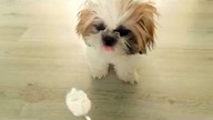 Puppyhood - Pet Loves Ice Cream - VideoOfTheDay