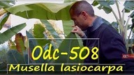 Odc 508-Musella lasiocarpa jak szybko rosną, uprawa, zimowanie,podlewanie, nawóz itp