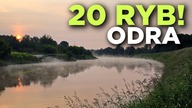 590 ODRA NIE ZAWODZI! MOCNY UCIĄG, FAJNE RYBY! KORUM BARBEL W AKCJI!
