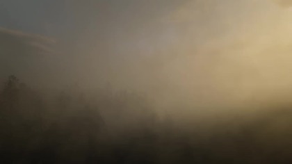 Misty Mountain Forest Birdsong | Calm Nature Sounds for Focus & Relaxation (No Music)