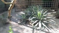 Pin-Tailed Sandgrouses (Pterocles alchata) at Warsaw zoo