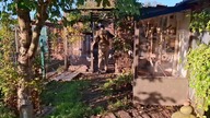 Garden kuRaż * kogut hamburg na wybiegu