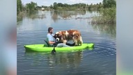 funny dogs #1