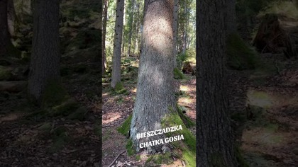 Poranek w Bieszczadach...  :) #bieszczady #bieszczadzkilas #wbiesy #biesy #biesyiczady #wgóry