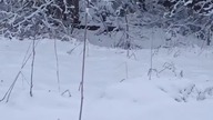 Stado na dziko ...   #stado #biesy #wbiesy #bieszczady #wbieszczady #bieszczadzka