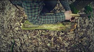 Jak zbudować łóżko traperskie - bushcraftowe techniki