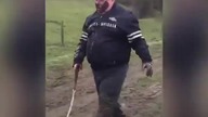 Powrót ze spaceru z pitbullem