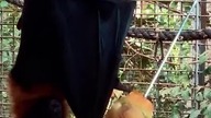 Czy nietopeże UMIEJĄ Aktywnie Latać?