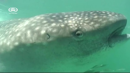 EXTREME - 27-02-2025 - Restart, Zapowiedzi, Identy, Reklama