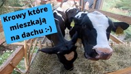 Wioska tajemnic część 2.  Vlog o białej krowie #3