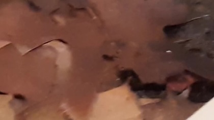 Elliptorhina javanica (Halloween Hissing Roaches) #cute