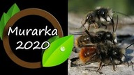 Murarka ogrodowa 2020