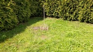 #213 Jak rośnie miscanthus lutarioriparius? Bez bariery ani rusz!!!