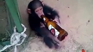 Małpa alkoholik