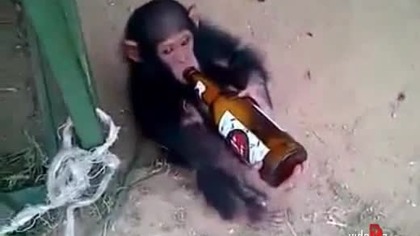 Małpa alkoholik