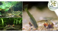 Jakie ryby do krewetkarium ? #akwarium #krewetki #krewetkarium