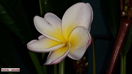 Plumeria.  Pierwszy zakwit w ciągu dwóch lat ! Co to za odmiana ? Może ktoś wie. 776.