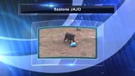 Szalone JAJO