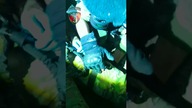 Opaska Uciskowa (staze taktyczną) FR19 od ForaGrup  Certyfikowana przez NATO! - Ćwiczenia dark room