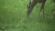 Jelonek bambi