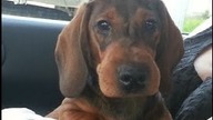 Jamnik zjada pszczołę  Dachshund