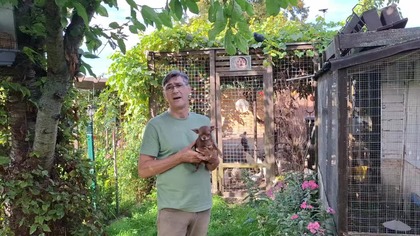 Kury i Tolek chihuahua na zielonym wybiegu * W Garden kuRaż 486