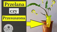 Czy roślina jest PRZELANA czy PRZESUSZONA ?
