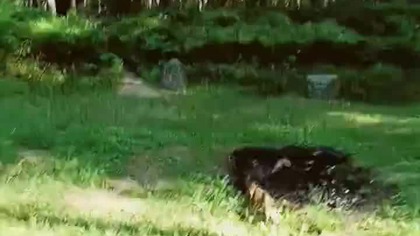 Kamienne kręgi Gotów w Grzybnicy!
